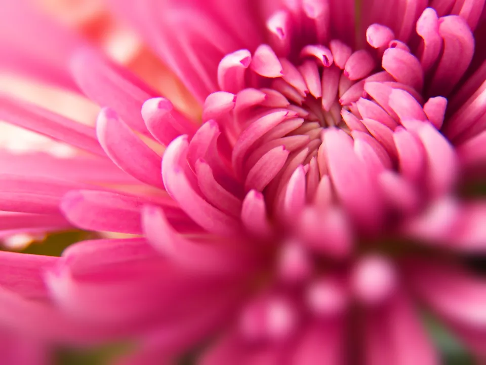 Flor rosa en primer plano, símbolo de florecimiento personal